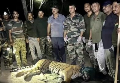 फाटो जोन का मशहूर ‘भोला’ बाघ हुआ था घायल, वन विभाग ने रेस्कयू करके इलाज के लिए ढेला रेस्क्यू सेंटर में भेजा